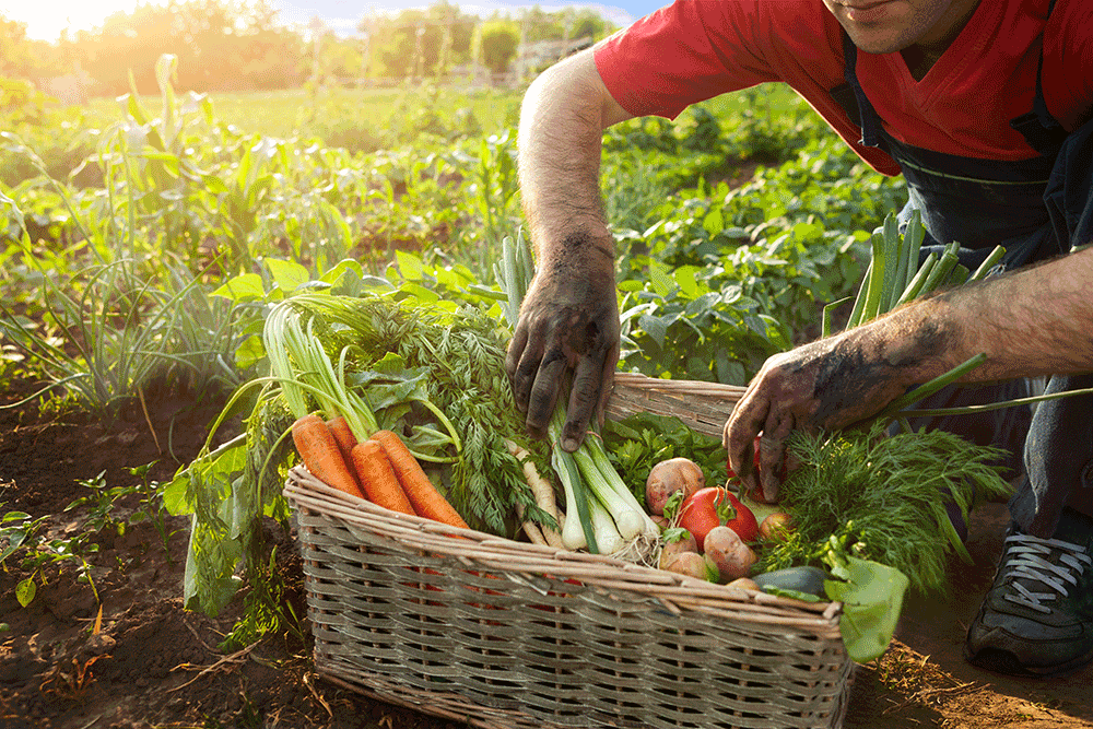 basket of vegetables