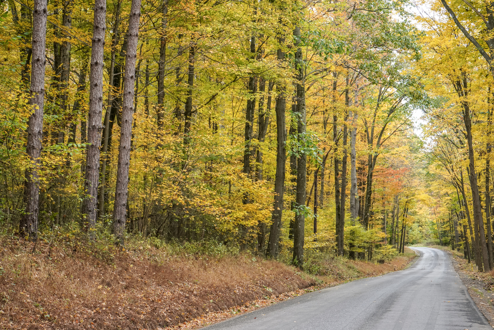 Marketing is like a wooded forest